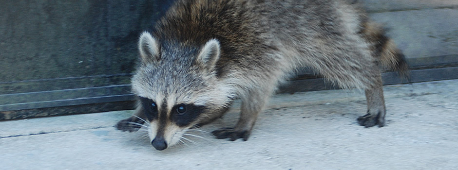 raccoon control Asbury Park