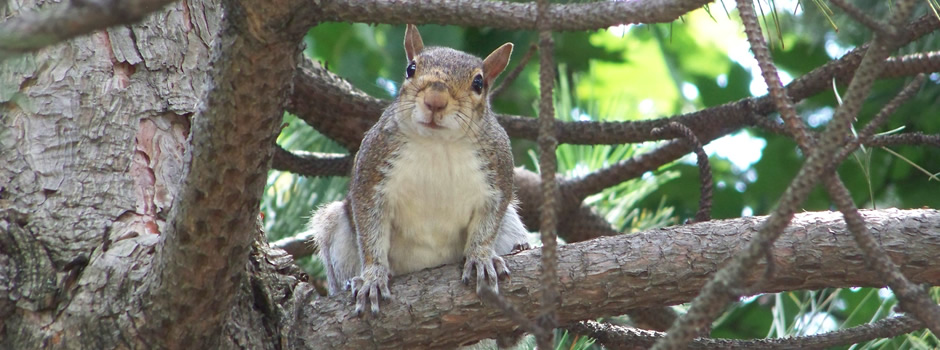 Asbury Park Wildlife Removal